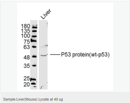 605803c871246.png image.png