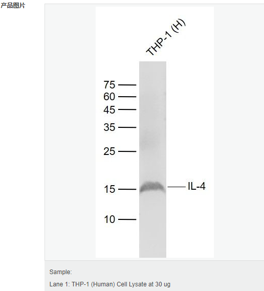 60794bae83325.png image.png